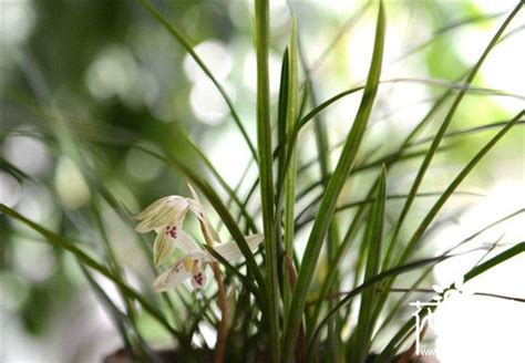 蘭花顏色風水|蘭花、客廳、風水禁忌 – 注意避免這些風水忌諱【蘭花 客廳 風水。